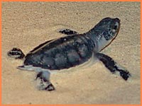Cozumel turtles