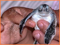 Cozumel sea turtles