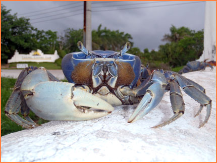 Cozumel blue land crab
