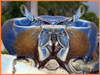 Cozumel crab