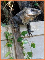 Cozumel iguanas