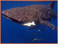Cozumel whale shark