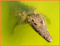 Crocodile Punta Sur