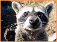 Pygmy raccoon
