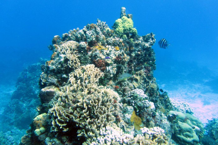 Southern reefs