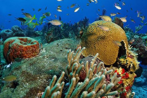 Snorkel Tours - This is Cozumel